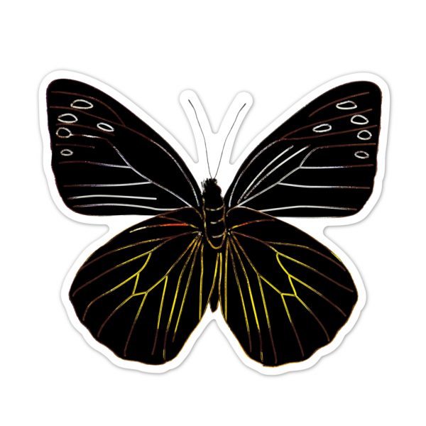 Abtibilduri razuibile - Fluturi, colectia Creatii Naturale