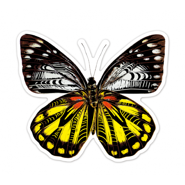 Abtibilduri razuibile - Fluturi, colectia Creatii Naturale